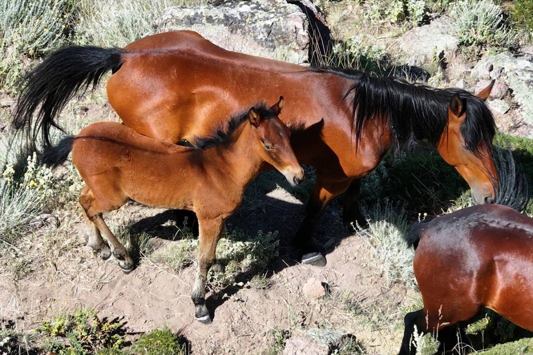 Konya Ovası’na bakan zirvede yılkı atlarıyla büyüleyici manzara 16